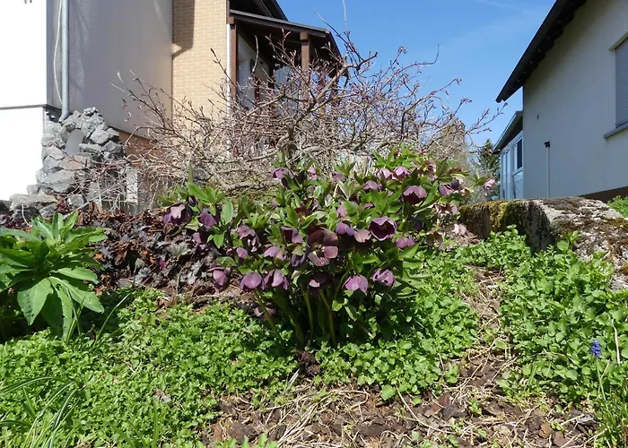 Schanbacher Оберцент